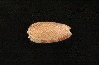 藏品(陷塔榧螺)的圖片